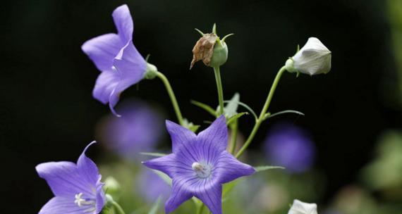 桔梗花语之美——花开花落，寓意深远（桔梗花语解读及应用实例）