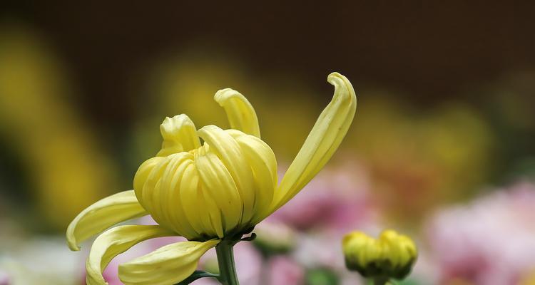 菊花的象征意义及文化传承（菊花的多重寓意与美学价值）