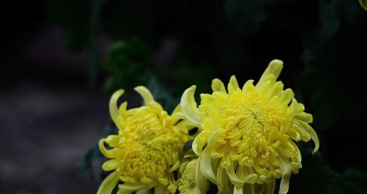 菊花的象征意义及文化传承（菊花的多重寓意与美学价值）