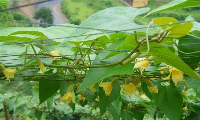 罗汉果上市季节详解（探讨罗汉果成熟季节与上市期）