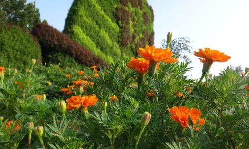 孔雀花的花语及象征意义（探索孔雀花的文化内涵与情感表达）