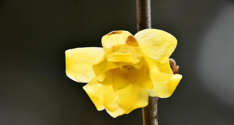 腊梅花的寓意及象征意义（探究腊梅花的美丽与内涵）