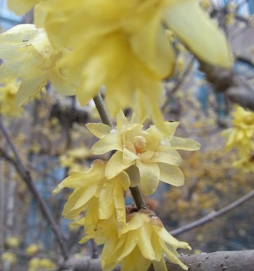 腊梅花（以腊梅花花语为窗口）