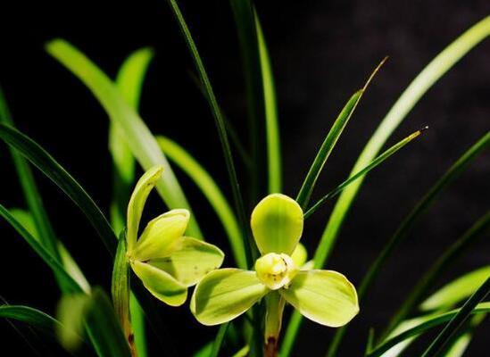 以兰草花的花语与寓意（探索以兰草花的花语背后的深刻含义）