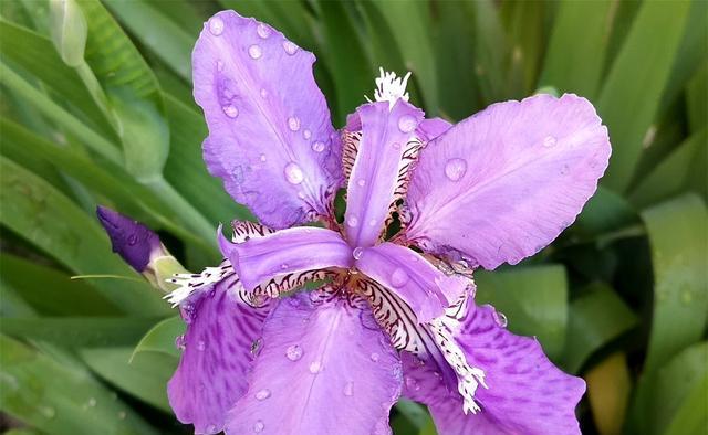 蓝蝴蝶花语（探寻蓝蝴蝶花的含义与象征）