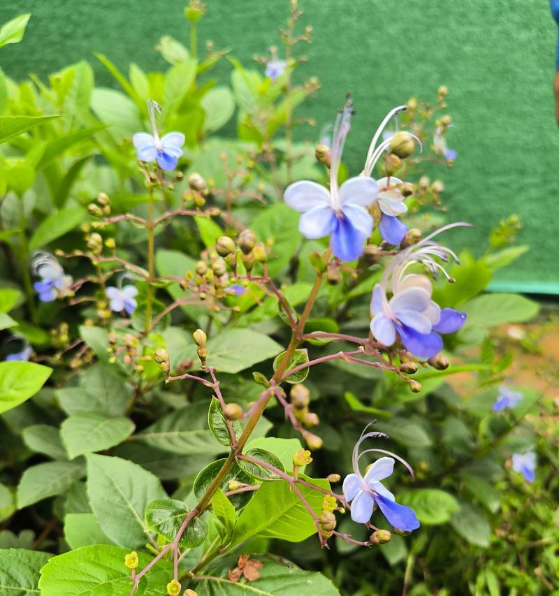 蓝蝴蝶花语（探寻蓝蝴蝶花的含义与象征）