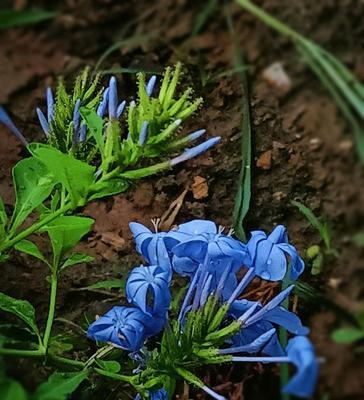 蓝花丹的花语——神秘与纯洁（深入探索蓝花丹的象征意义）