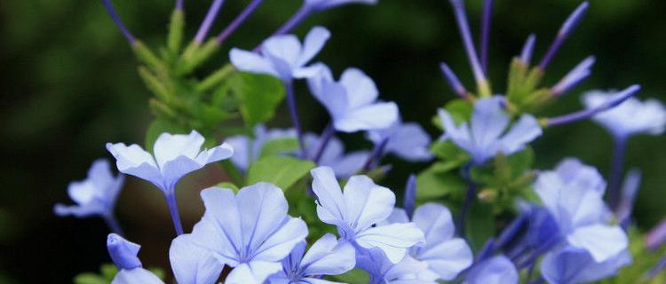 蓝花丹的花语——神秘与纯洁（深入探索蓝花丹的象征意义）