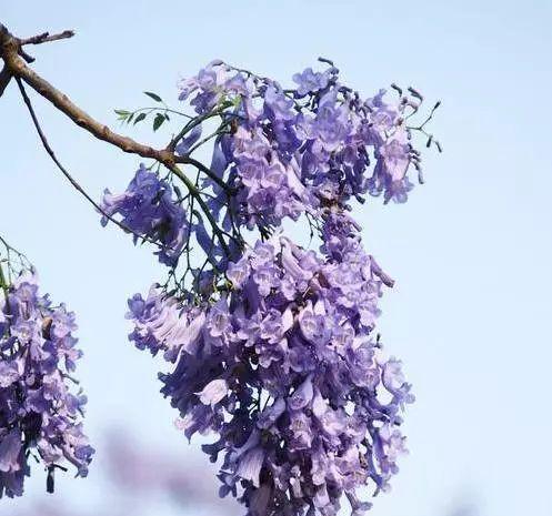 以蓝花楹的花语揭示人生真谛（探寻蓝花楹的花语之美与哲理）