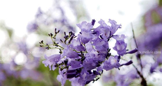 蓝花楹花语的奥秘与寓意（探索蓝花楹花语的美丽世界）