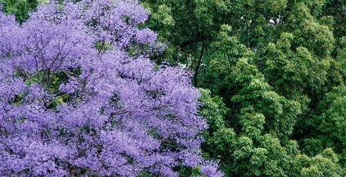 蓝花楹花语解读（探寻蓝花楹的象征意义及心灵感悟）