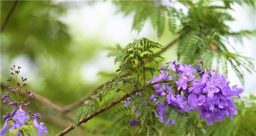 蓝花楹花语解读（探寻蓝花楹的象征意义及心灵感悟）