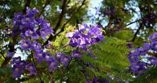 蓝花楹花语解读（探寻蓝花楹的象征意义及心灵感悟）