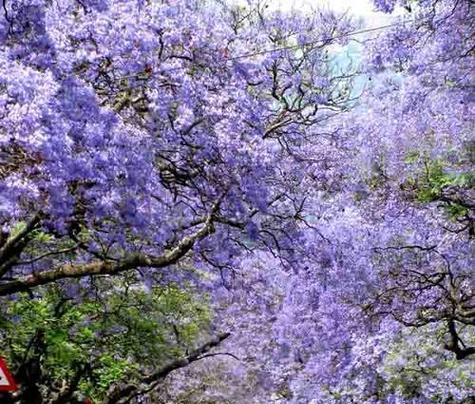 蓝花楹的花语与意义（探索蓝花楹的寓意与象征）