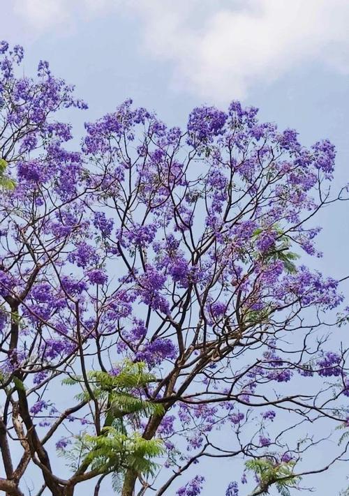 蓝花楹的象征意义与美丽魅力（赏析蓝花楹）