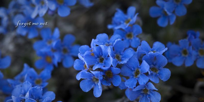 蓝色彼岸花的花语与意义（探寻蓝色彼岸花的深层寓意）