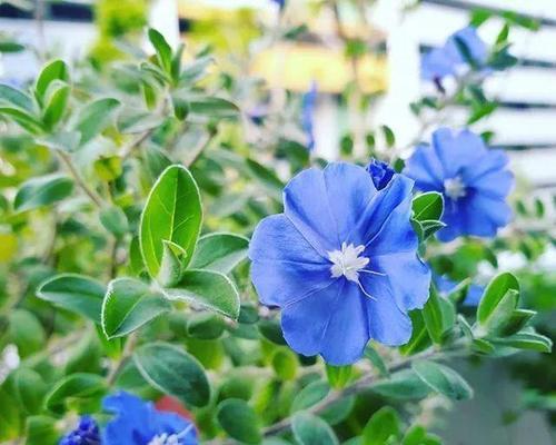 蓝星花的花语与寓意（探究蓝星花的花语及其象征意义）