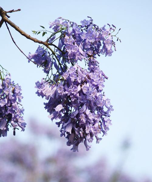 蓝楹花的花语与意义（探寻蓝楹花的隐含之意）