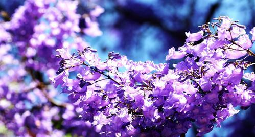 蓝楹花的花语与意义（探寻蓝楹花的隐含之意）