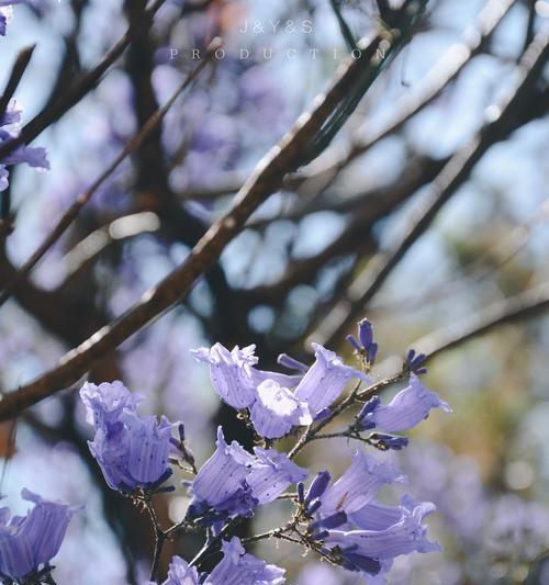 解读蓝楹花的花语（蓝楹花）