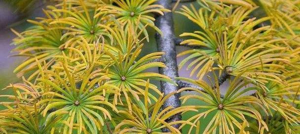 裸子植物开花的奇妙之旅（探秘裸子植物开花的形态和奥秘）