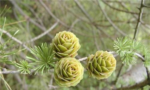 裸子植物的种子与种植技巧：探索裸子植物的神秘之旅