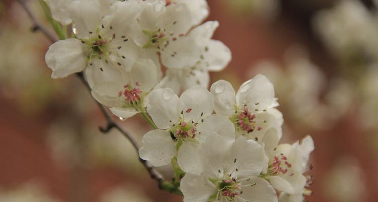 梨花花语的意义与传承（揭示梨花花语的历史渊源和寓意）