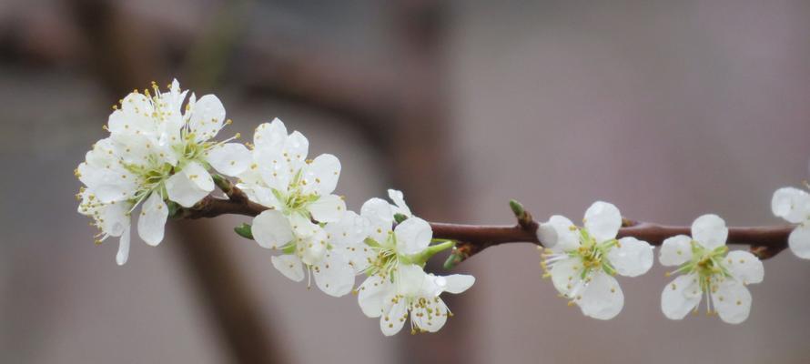 梨花花语的深刻含义（探索梨花花语的起源和象征意义）