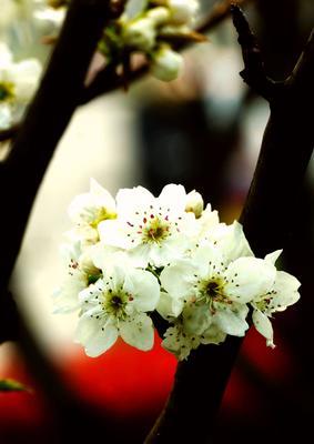 梨花（探寻梨花的浪漫和哲学意义）