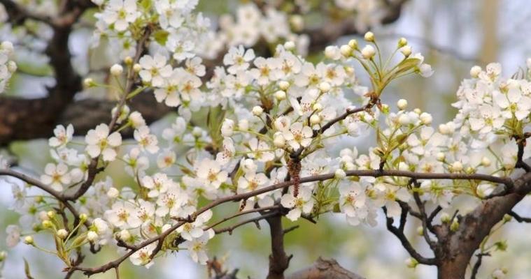 梨花（探寻梨花的浪漫和哲学意义）