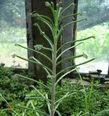 落地生根抗冻，为你的植物提供全面保护（抗寒、抗病、抗旱）