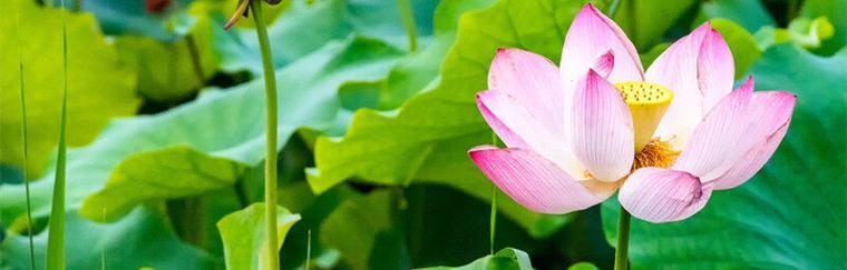 莲花的寓意与象征意义（探索莲花的内涵与美学）