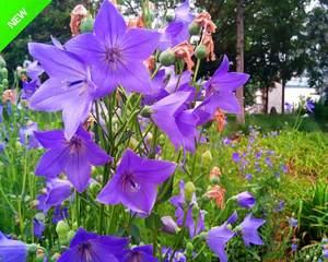 铃铛花花语之美——寓意与象征（探索铃铛花的独特语言和意义）