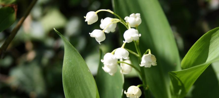 铃兰花语的含义及象征意义（探索铃兰花语）