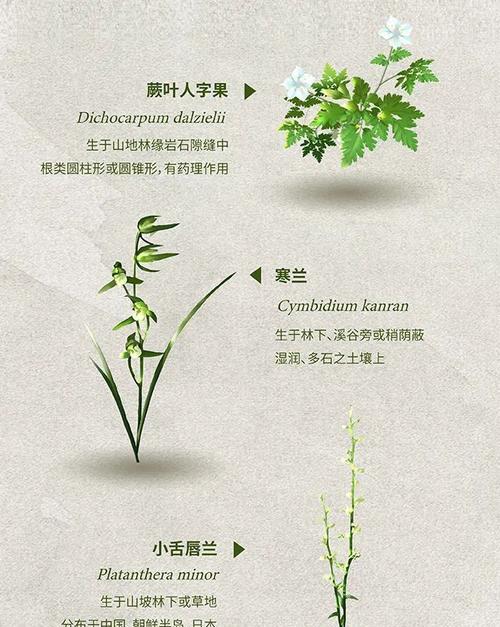 探秘落葵薯的神奇功效与食用方法（发现这种新型植物的营养价值和药用效果）