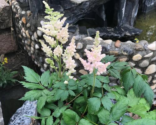 落新妇开花后的处理方法（让你的落新妇更加美丽）