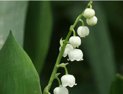 铃兰花寓意探析（铃兰花）