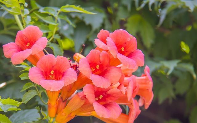 凌霄花的花语与寓意（凌霄花）