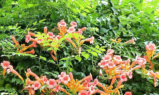 凌霄花的花语与传说（凌霄花的寓意及文化背景）