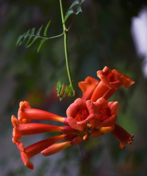 凌霄花（探寻凌霄花的花语与内涵）