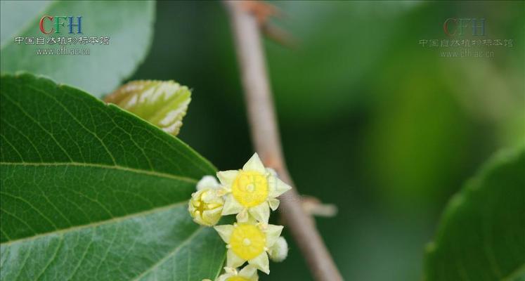 不落叶的植物大盘点（探秘不掉叶的神奇植物世界）