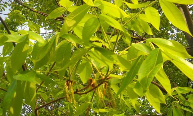 不落叶的植物大盘点（探秘不掉叶的神奇植物世界）