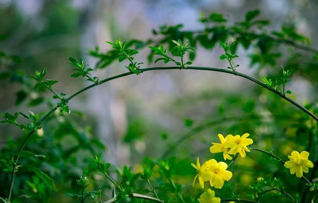 落叶灌木植物（从枯黄到翠绿）