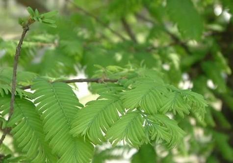 落羽杉，裸子植物的代表（落羽杉的特点）