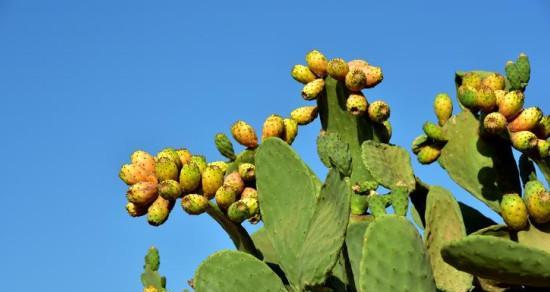 落羽杉，裸子植物的代表（落羽杉的特点）