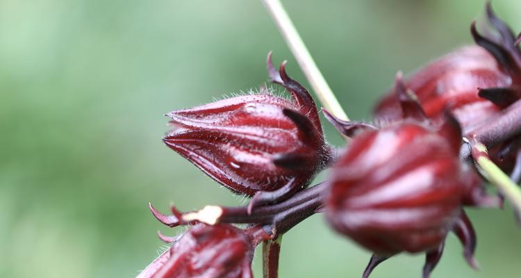 洛神花（认识洛神花的营养价值和吃法）