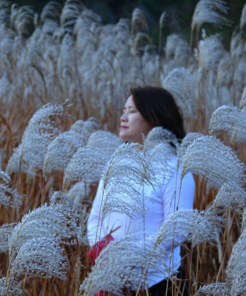 芦苇的花语与用途（探索芦苇的象征意义和多样用途）