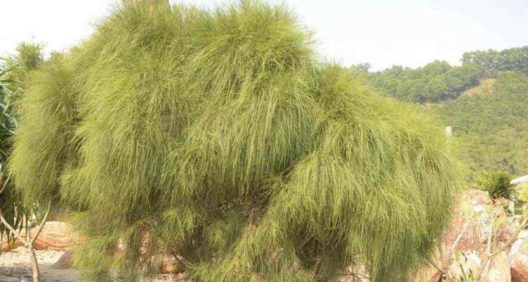 麻黄是裸子植物吗（探究麻黄的分类和特征）