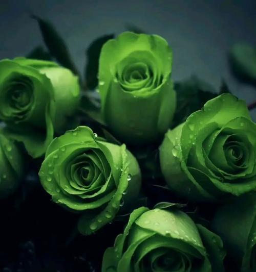 绿玫瑰花语的美丽寓意（探究绿玫瑰的含义和象征）