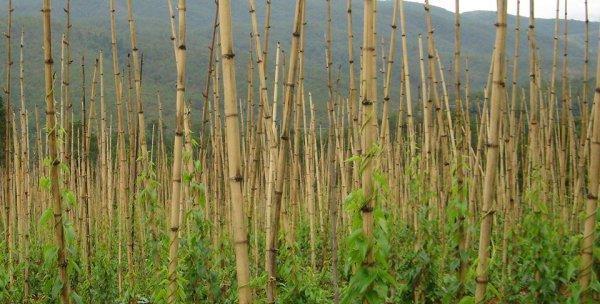 麻山药种植技术与管理方法（优质种苗选育是关键）